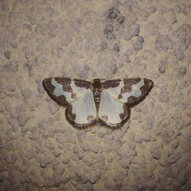 Lomaspilis marginata - szegélyes nyárfaaraszoló