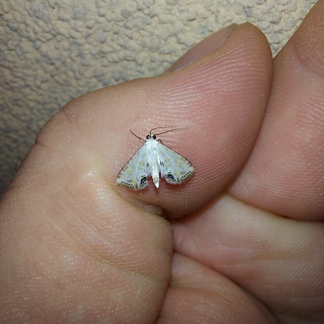 Cataclysta lemnata - békalencsemoly