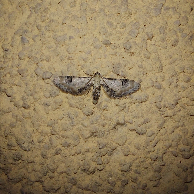 Eupithecia centaureata - búzavirág-törpearaszoló