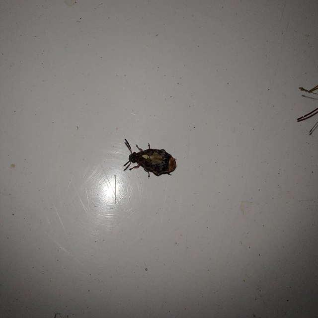 Megabruchidius dorsalis - foltoshátú lepényfazsizsik
