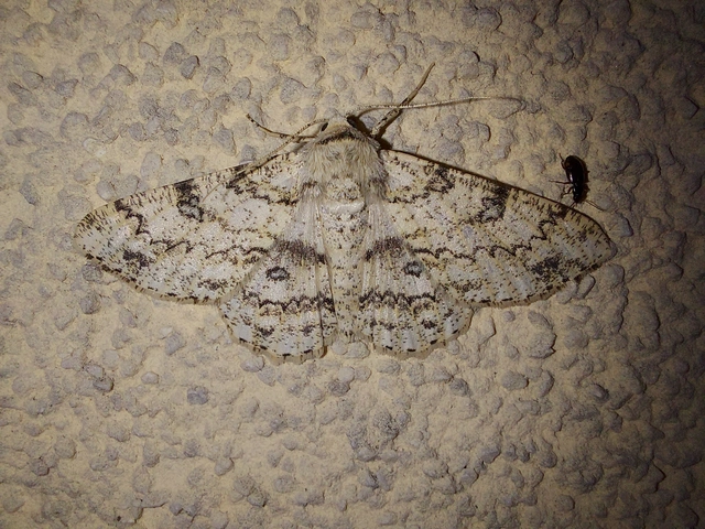Ascotis selenaria - holdas faaraszoló