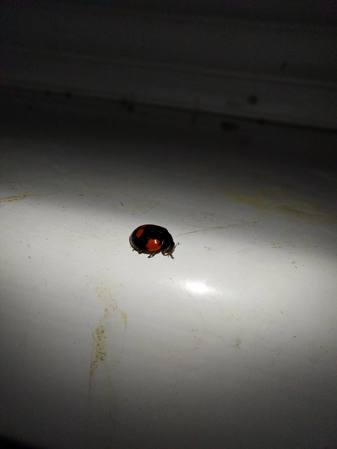 Adalia bipunctata - kétpettyes katica