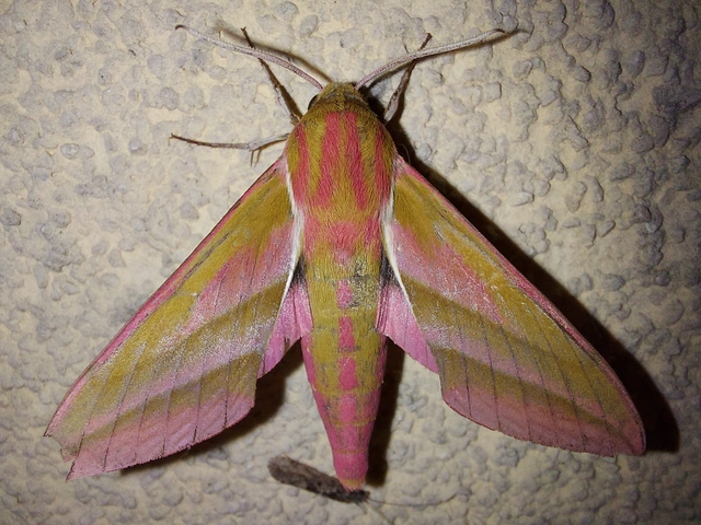 Deilephila elpenor - szőlőszender