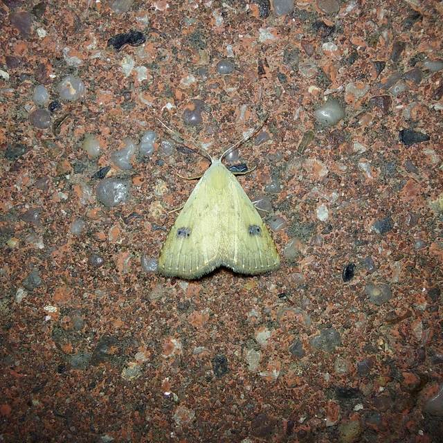 Rivula sericealis - selymes lórombagoly