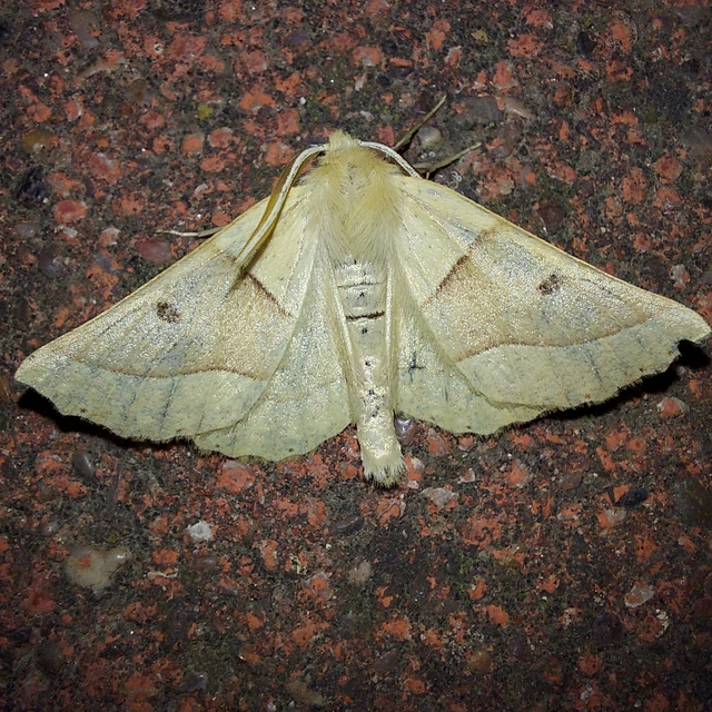 Crocallis elinguaria - sárga sávosaraszoló