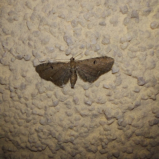 Eupithecia absinthiata - üröm-törpearaszoló
