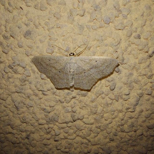 Scopula nigropunctata - feketepettyes araszoló