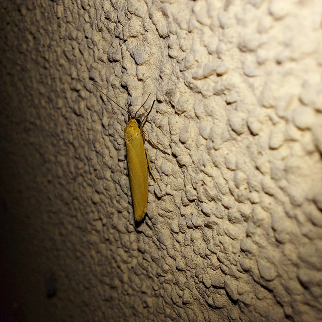 Eilema lutarella - narancsszínű zuzmószövő