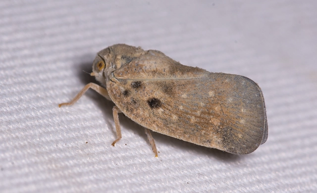 Metcalfa pruinosa - amerikai lepkekabóca