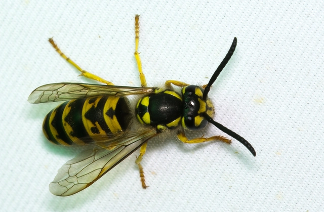 Vespula vulgaris - kecskedarázs