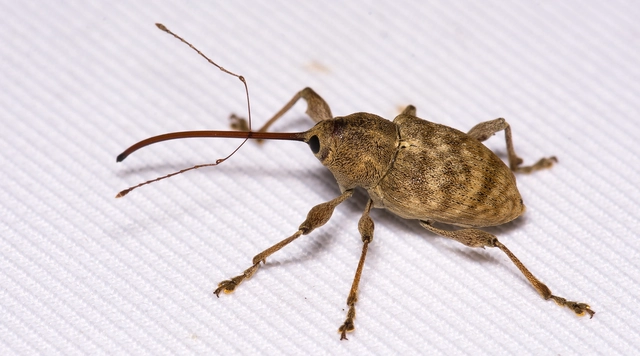 Curculio elephas - gesztenyezsuzsóka