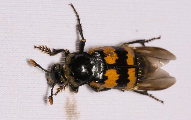 Nicrophorus vespillo - közönséges temetőbogár