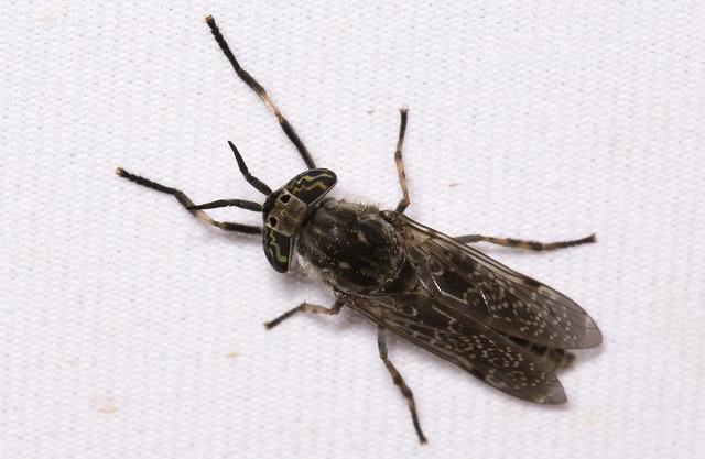 Haematopota