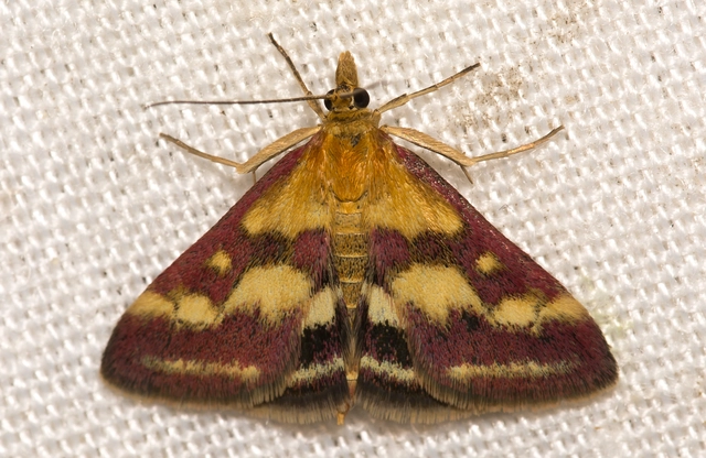 Pyrausta ostrinalis - ritka bíbormoly