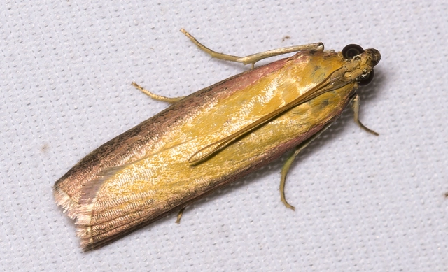Oncocera semirubella - lucernamoly