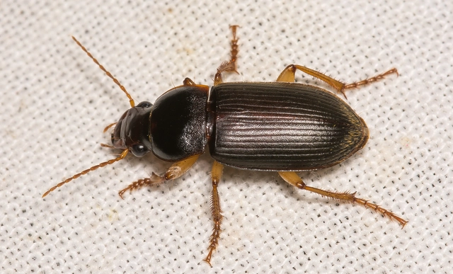 Harpalus griseus - kis selymesfutó