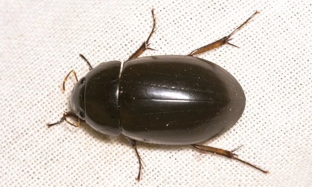 Hydrochara caraboides - kis csibor
