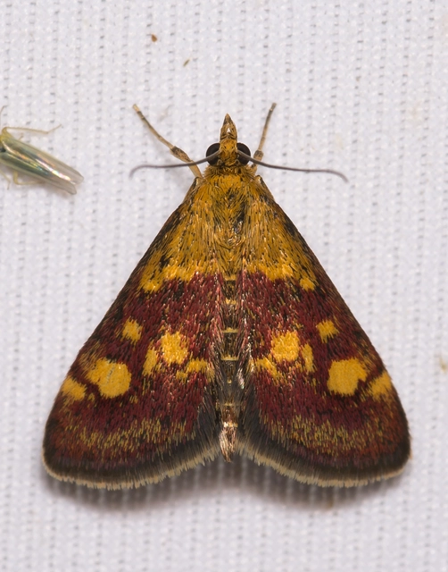 Pyrausta aurata - aranyló bíbormoly