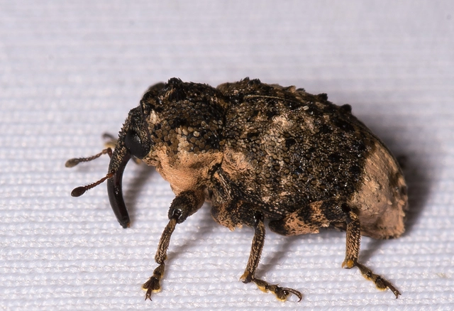 Cryptorhynchus lapathi - tarka fűzormányos