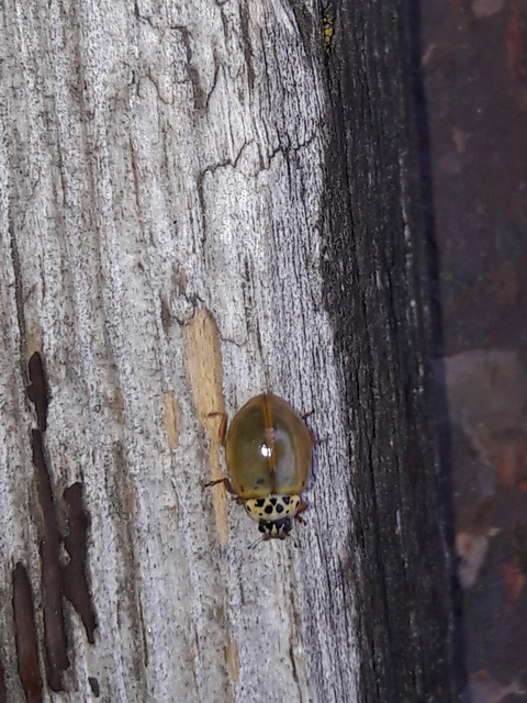 Harmonia quadripunctata - négypettyes katica