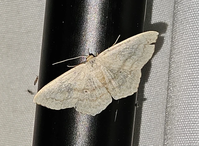 feketepettyes araszoló - Scopula nigropunctata