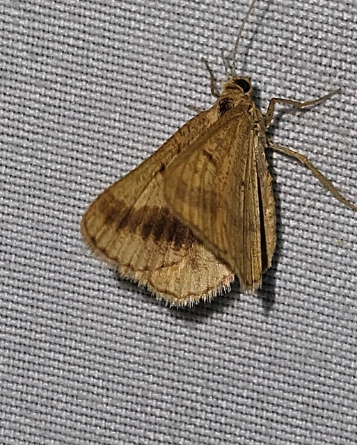 lucerna-araszoló - Tephrina arenacearia