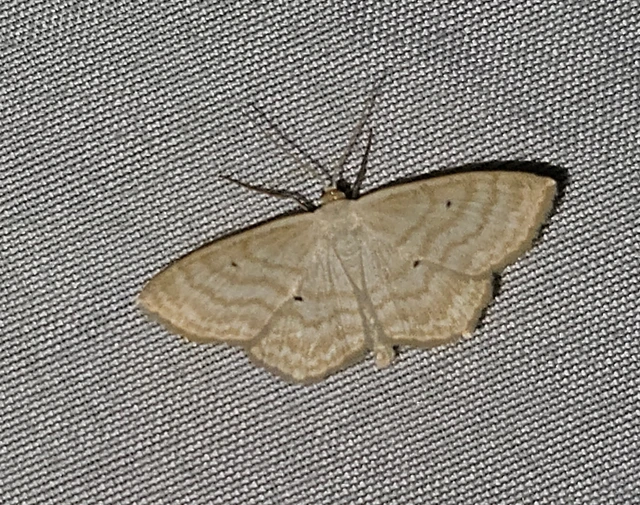 réti fehéraraszoló - Scopula immutata