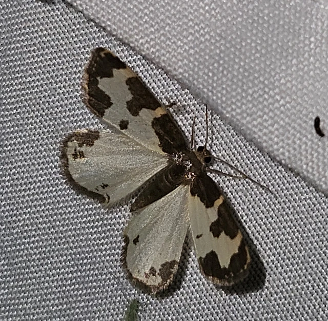 szegélyes nyárfaaraszoló - Lomaspilis marginata