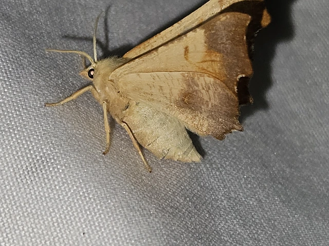 kőris-levélaraszoló - Ennomos fuscantaria