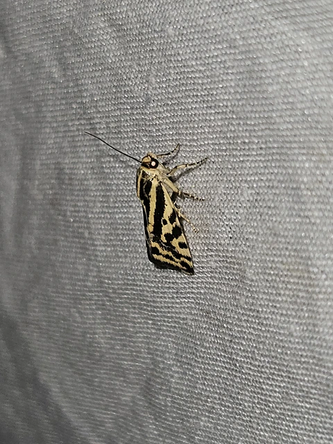 zebrabagoly - Emmelia trabealis