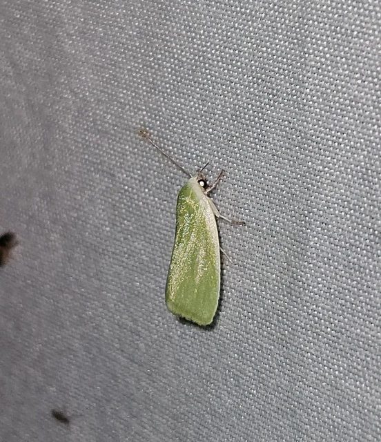 fűzfa-zöldbagoly - Earias clorana