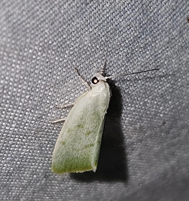 nyárfa-zöldbagoly - Earias vernana