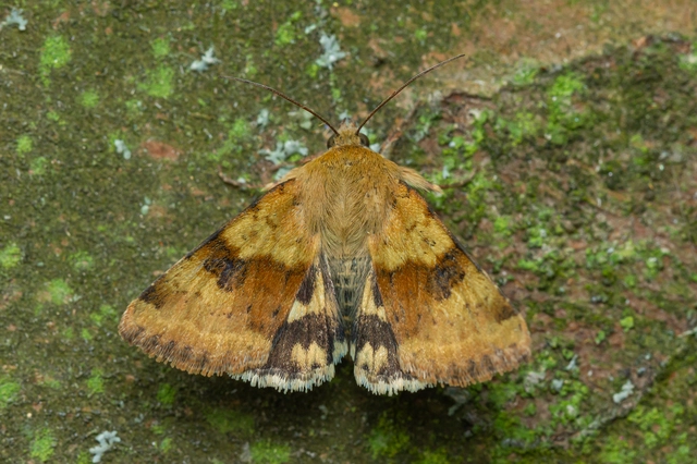 Heliothis viriplaca - mácsonyabagoly