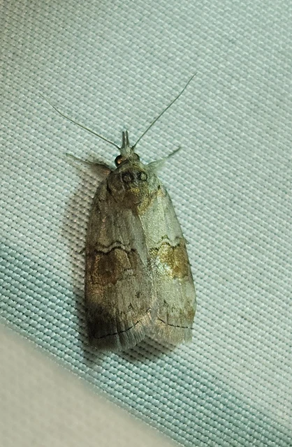 nyárfa-trapézbagoly - Nycteola asiatica