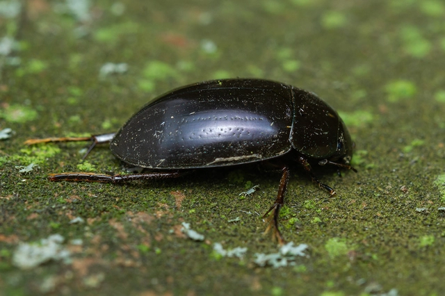 Hydrochara caraboides - kis csibor