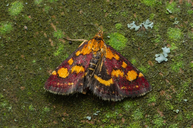 Pyrausta purpuralis - közönséges bíbormoly