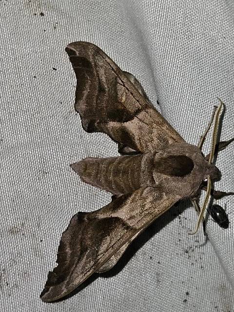 esti pávaszem - Smerinthus ocellatus