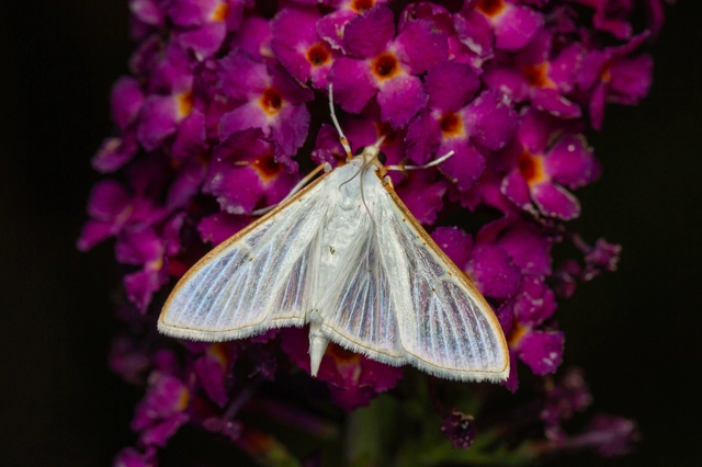Palpita vitrealis - hófehér tűzmoly