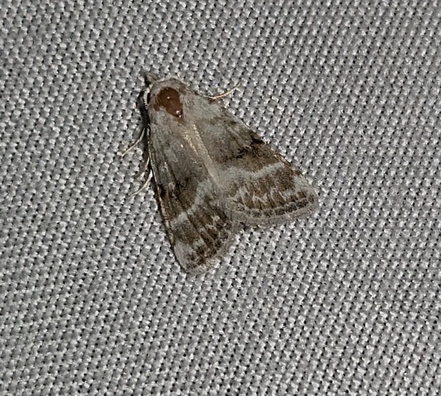 fehér pamacsosszövő - Meganola albula