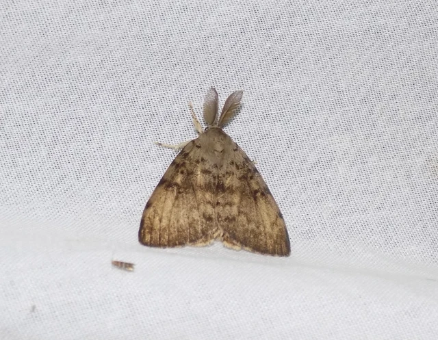 gyapjaslepke - Lymantria dispar