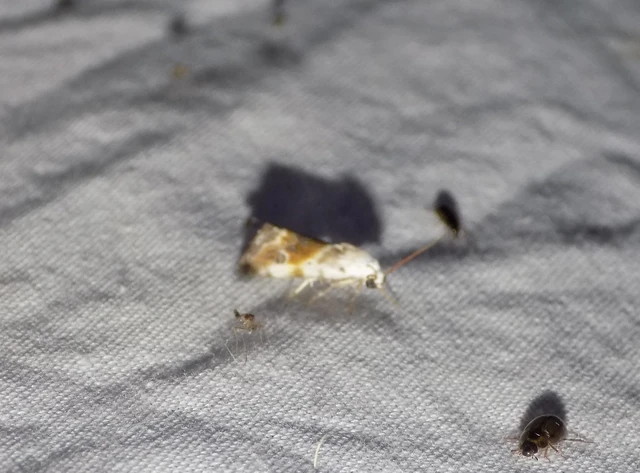 parlagfűbagoly - Ponometia candefacta