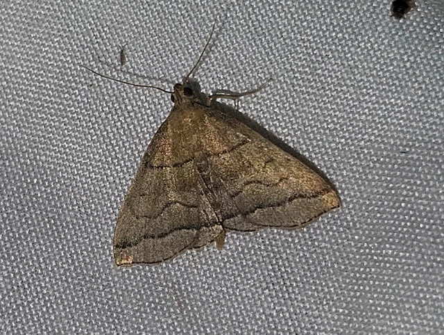 szőröslábú karcsúbagoly - Herminia tarsicrinalis