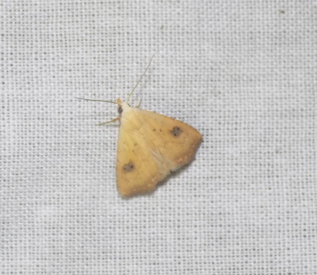 Rivula sericealis - selymes lórombagoly
