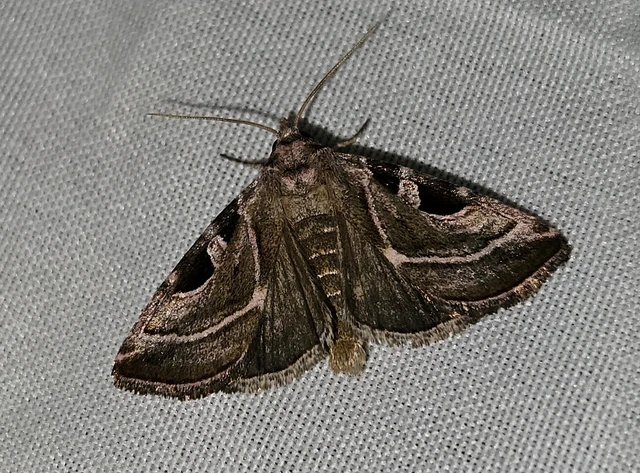 Eucarta virgo - mocsári ametisztbagoly