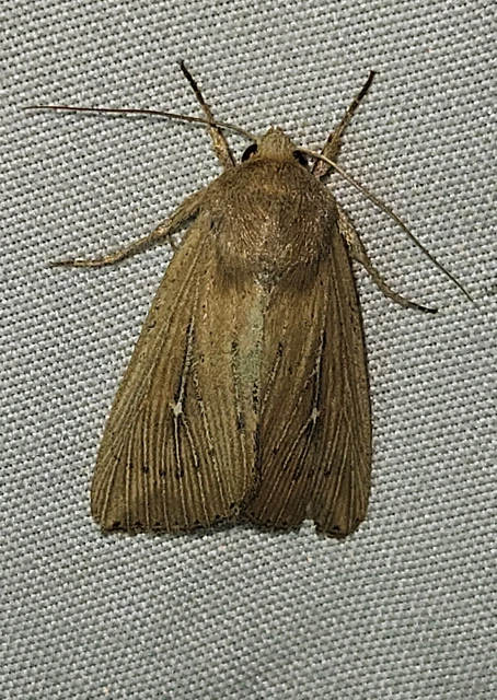 pontozott rétibagoly - Leucania obsoleta