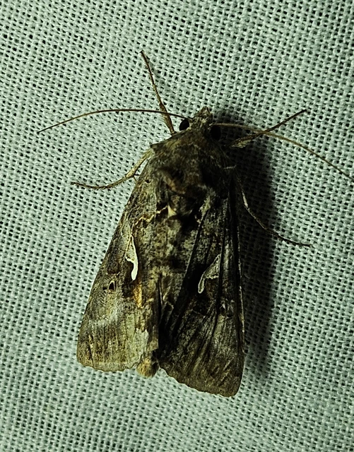 gammalepke - Autographa gamma