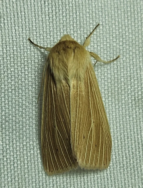 sápadt rétibagoly - Mythimna pallens