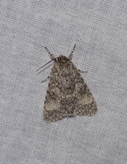 Acronicta megacephala - nagyfejű szigonyosbagoly