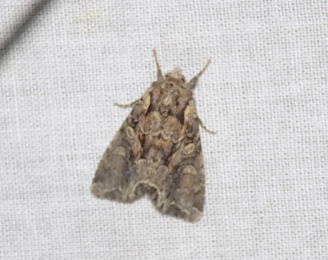 borbolya-kertibagoly - Lacanobia thalassina