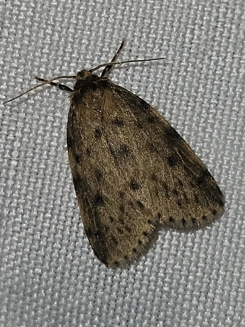 mocsári medvelepke - Thumata senex